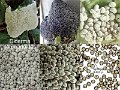 Diderma spumarioides-amf7